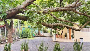 A courtyard with a large tree, potted plants, a hammock, and a small building.