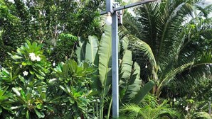A garden with a variety of tropical plants, a metal sculpture, and a concrete planter. - Homestay Lagi (Phuoc Hoi)