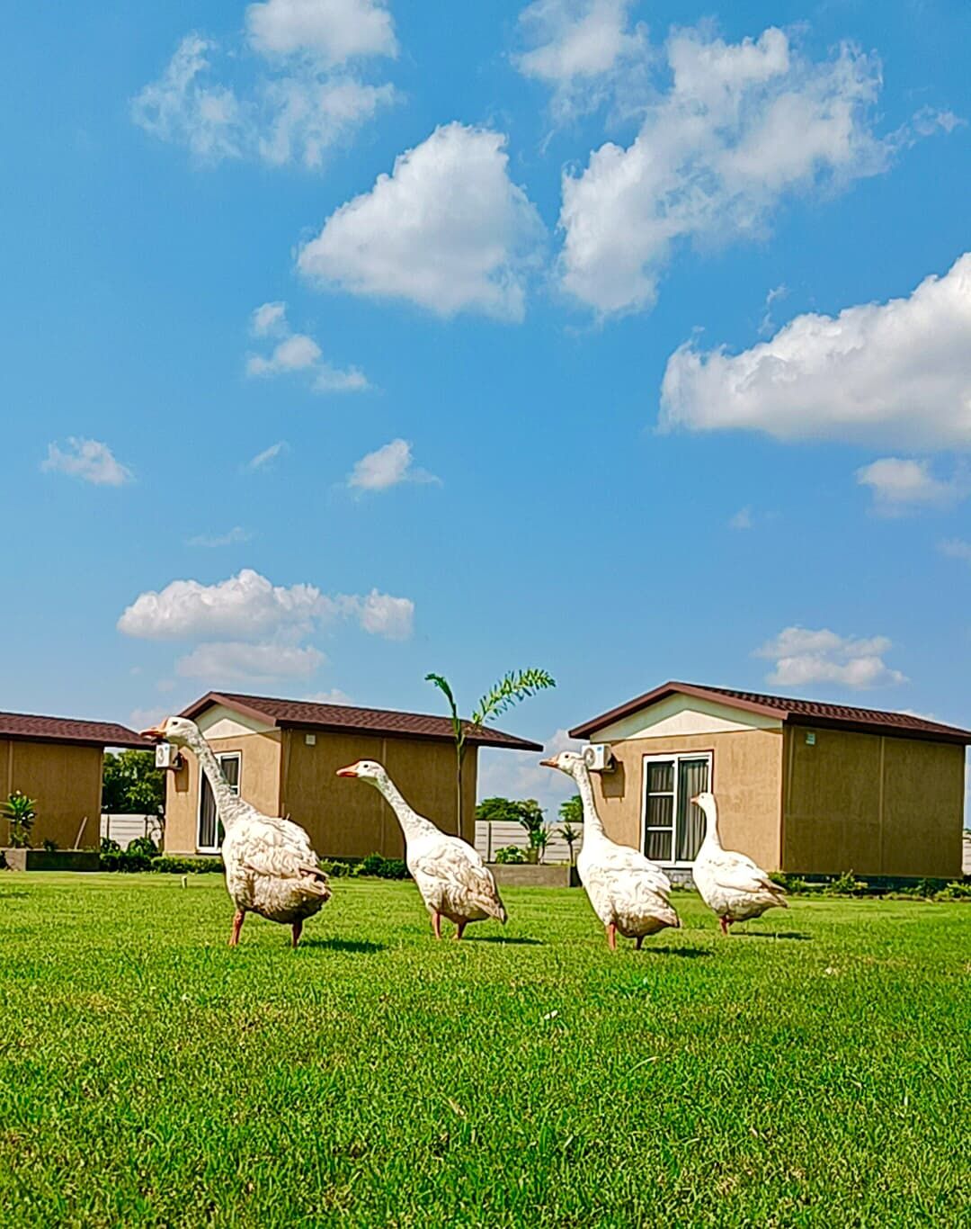 A grassy area with three geese in front of a building.