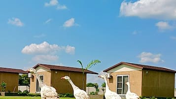 A grassy area with three geese in front of a building.