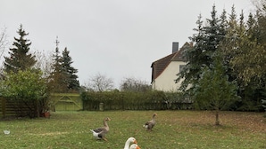 Un espacio al aire libre cubierto de césped con una casa al fondo.