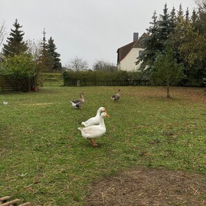 Terrain de l’hébergement 