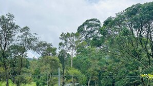 Un paisaje verde exuberante con follaje denso y diversas especies de árboles.