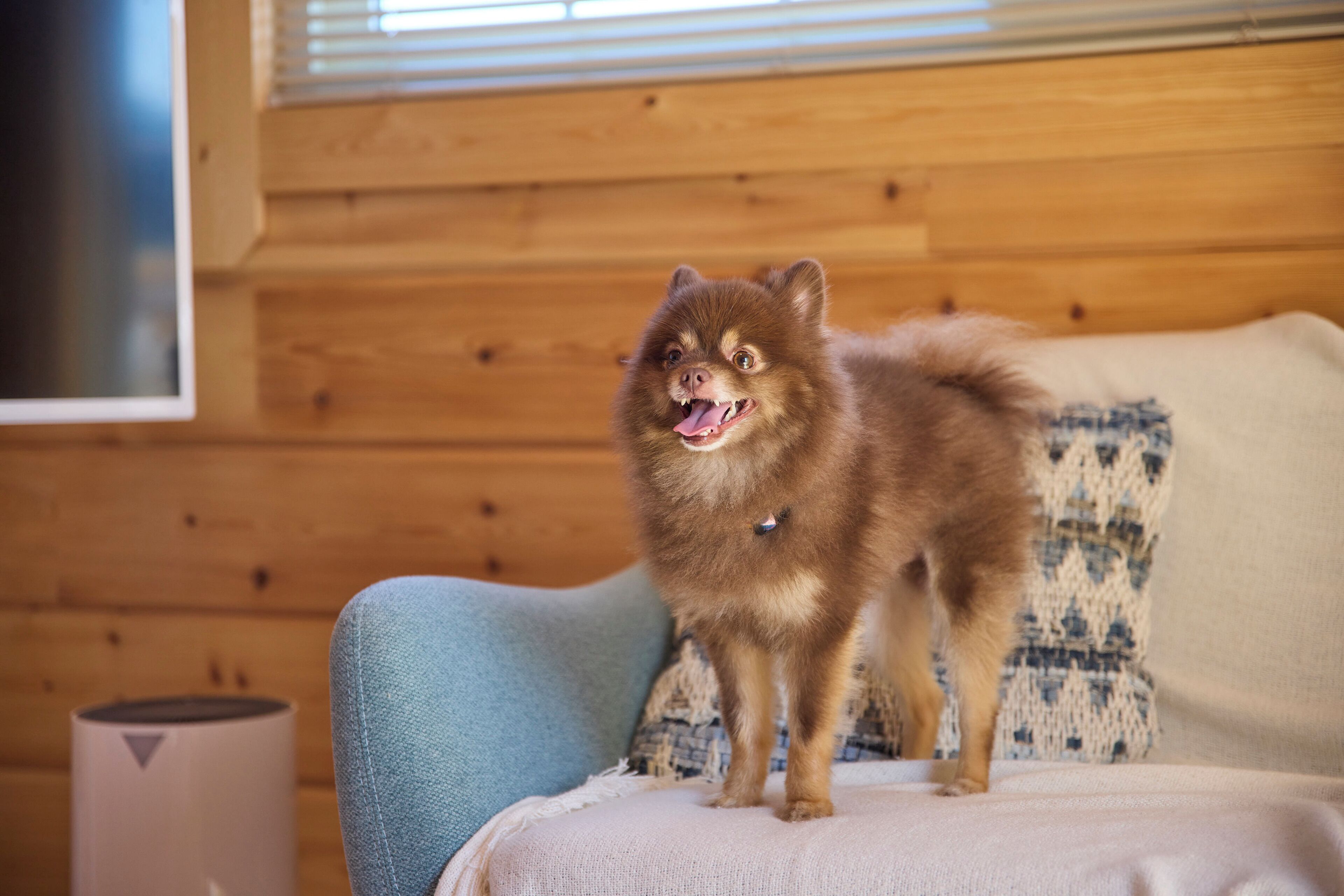 A small dog on a light blue couch with a wooden wall and a window in the background.