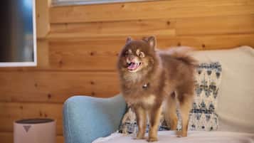 A small dog on a light blue couch with a wooden wall and a window in the background.