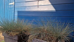 Un bâtiment bleu avec une fenêtre et deux jardinières contenant de hautes plantes fines.