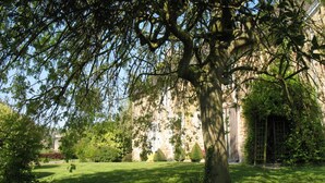 Un gran árbol en un césped cuidado, con un edificio de piedra al fondo.