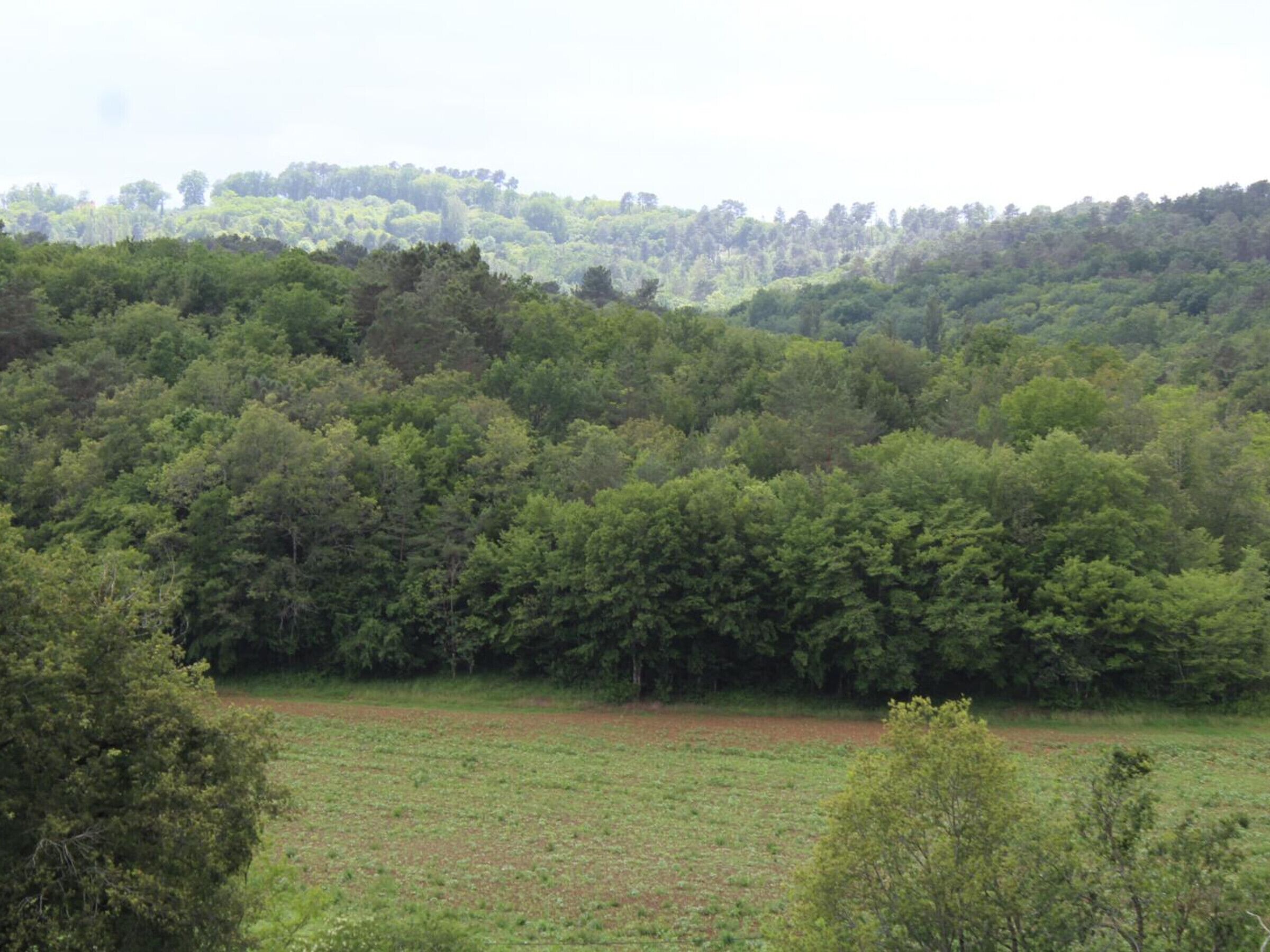 Un bosque denso con un campo en primer plano.