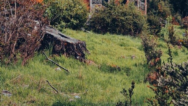 A wooden cabin with a balcony, surrounded by lush greenery and a mountain in the background. - La Bella Patagonia (Cisnes)