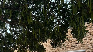 Un edificio in pietra con una porta e una finestra in legno, immerso in ghiaia e verde.