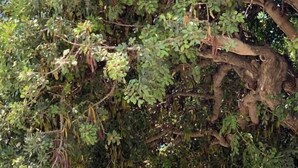 Un edificio in pietra con una panchina di legno e una persona seduta sotto un albero.