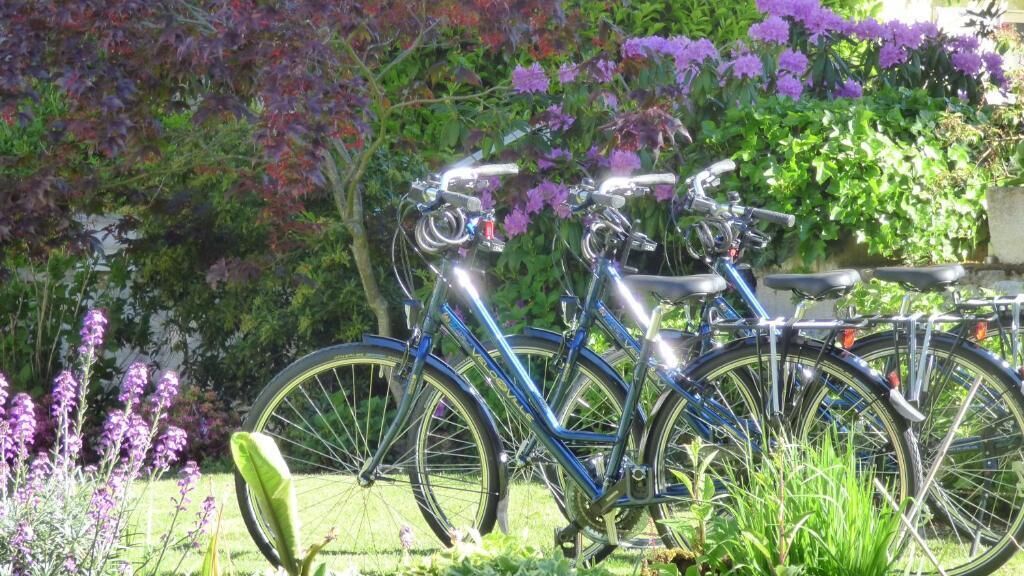 A row of bicycles parked in a garden with purple flowers and green foliage in the background.