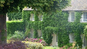 A building partially covered with ivy, surrounded by a garden with various plants and flowers. - La Tonnellerie (Tavers)
