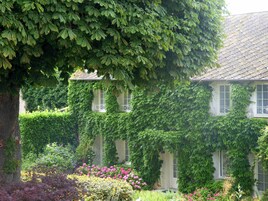 Un bâtiment partiellement recouvert de lierre, entouré d’un jardin où poussent différentes plantes et fleurs.