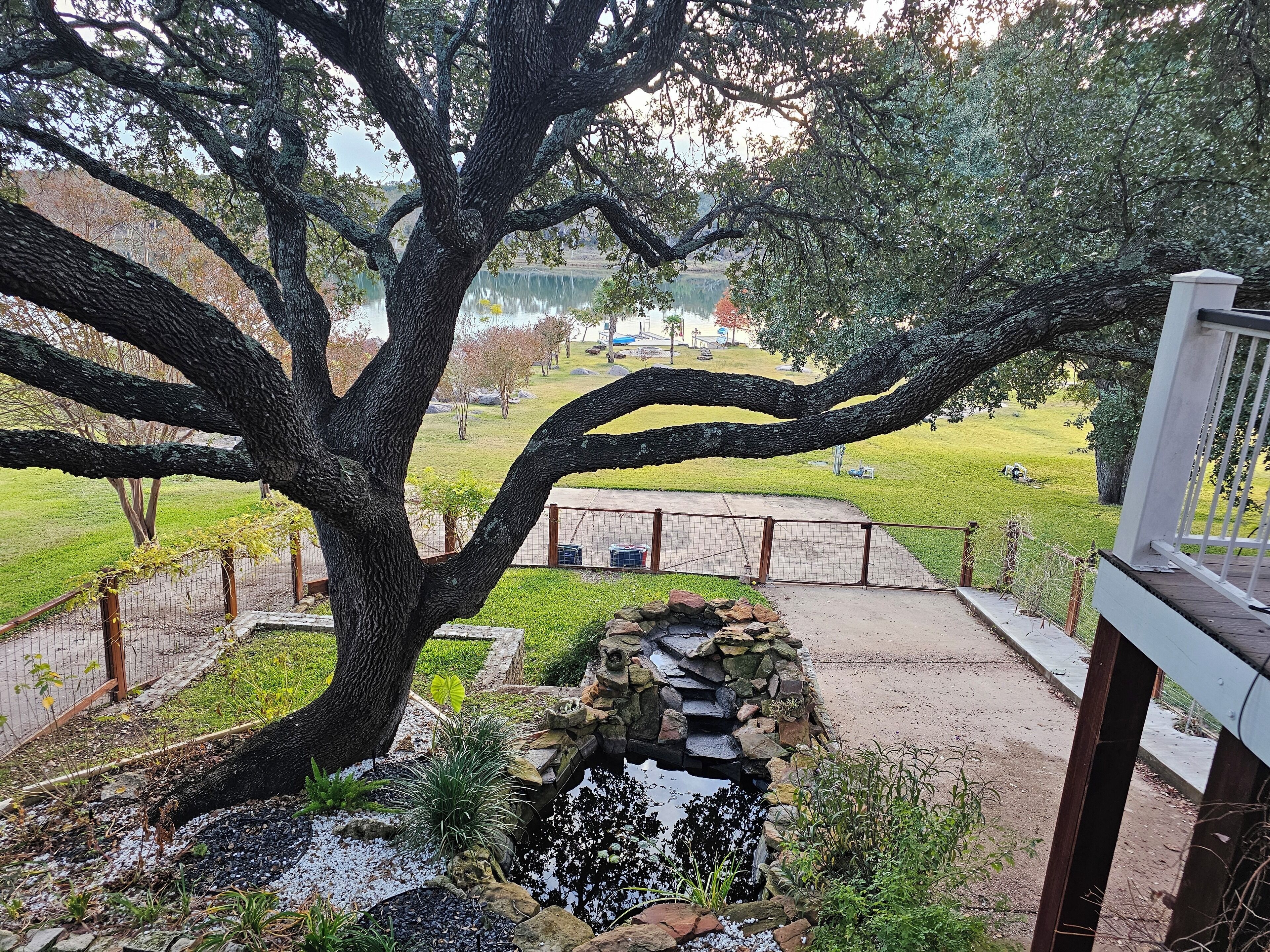 A large tree in a park with a stone bridge over a small stream.