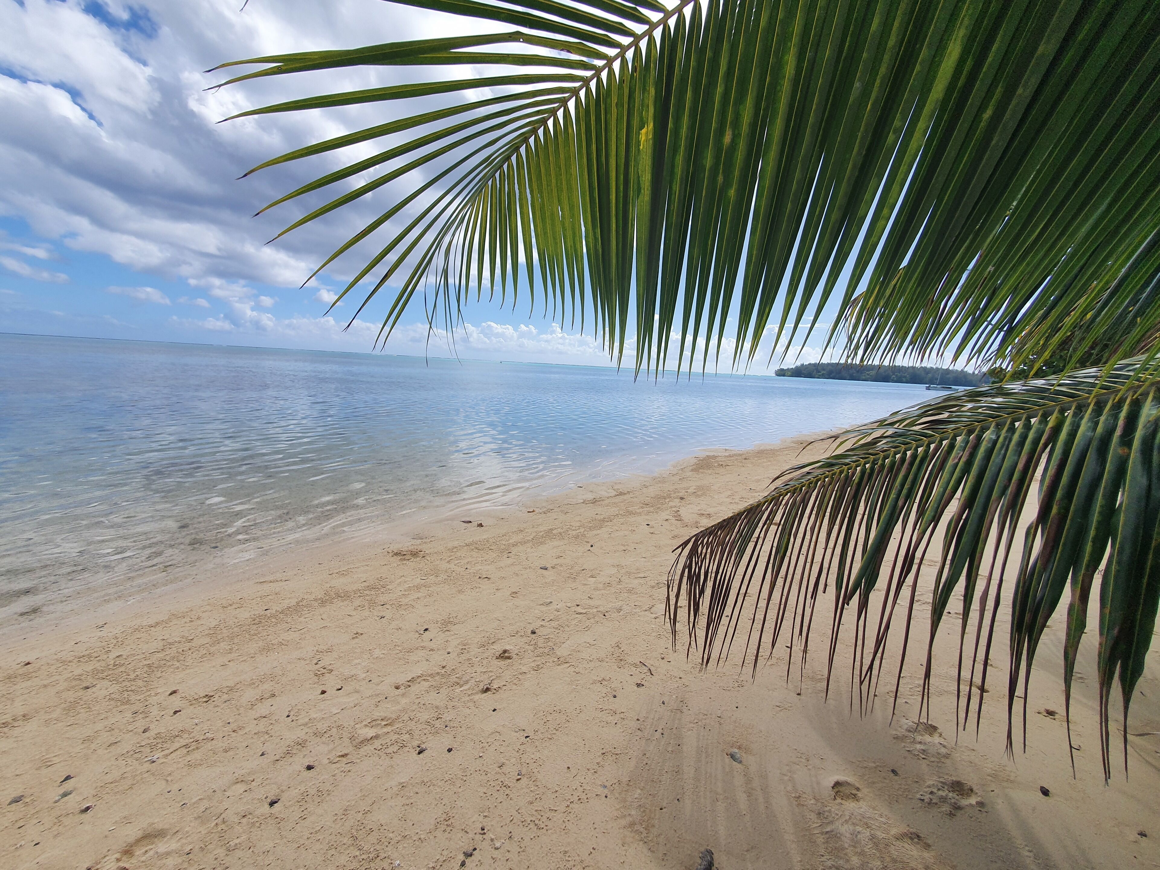 A beach with clear water and a palm tree.
