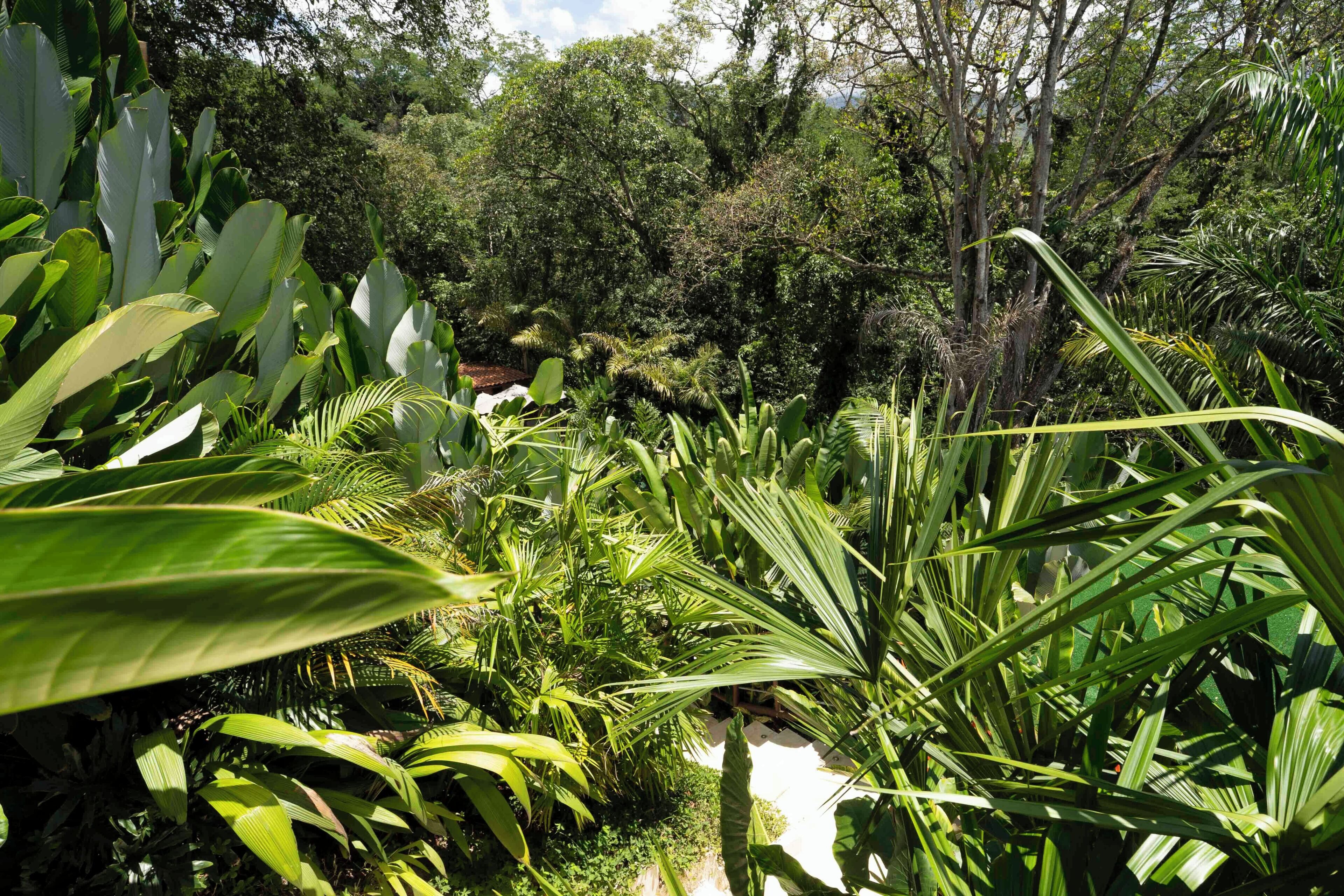 A lush garden with various tropical plants and trees.