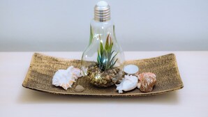 A glass bottle with a plant inside, placed on a textured plate with seashells. - Plaka Apartment (Athens)