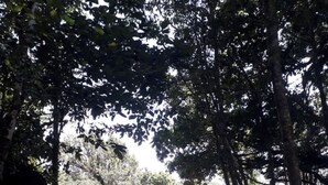 Un campamento arbolado con varias tiendas de campaña.
