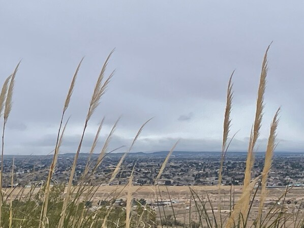 Blick auf eine Stadtlandschaft mit hohem Gras im Vordergrund.