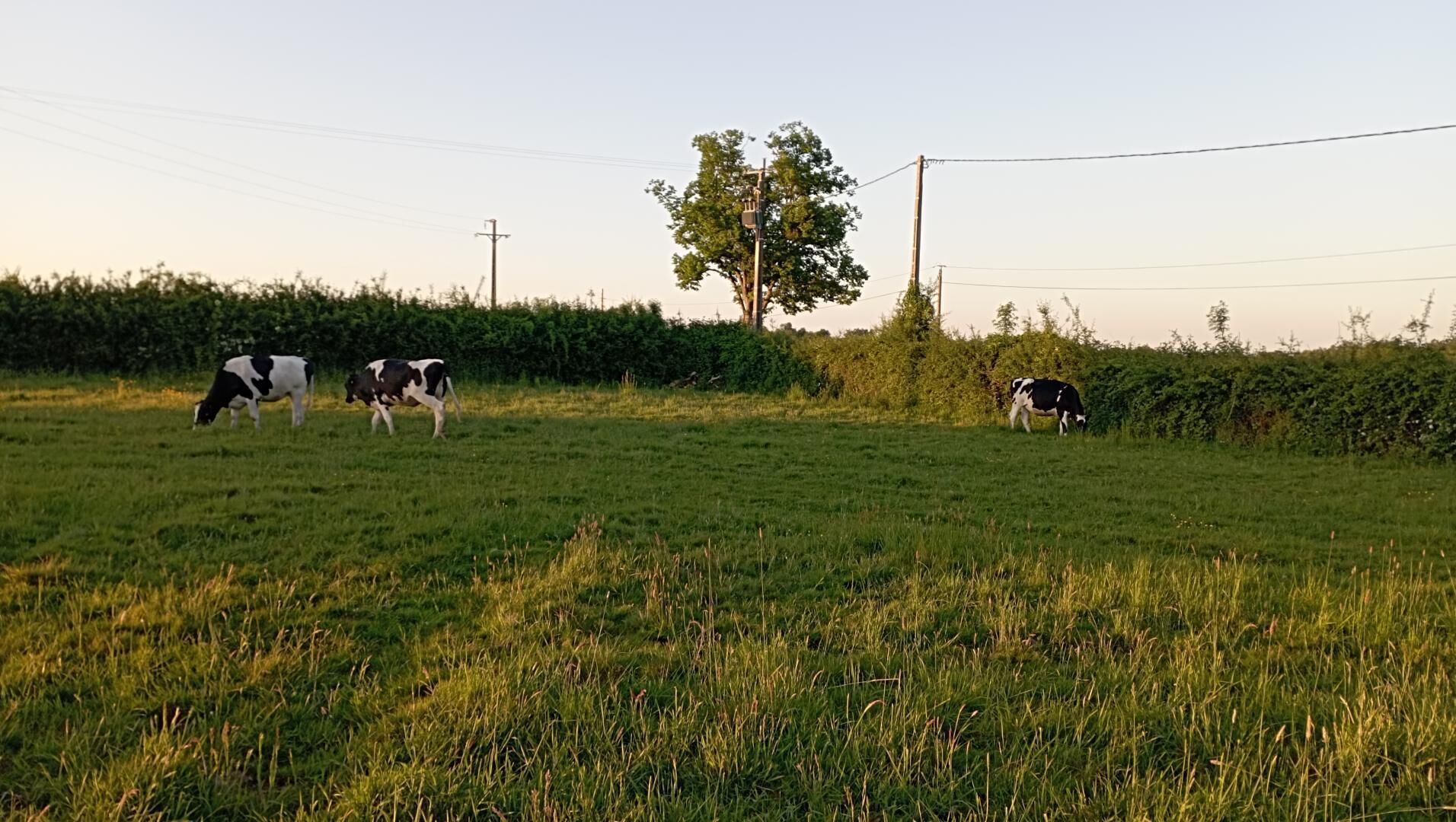 Eine grüne Wiese mit weidenden Kühen.