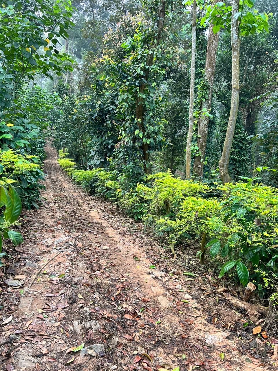 A forest trail surrounded by dense greenery and trees.