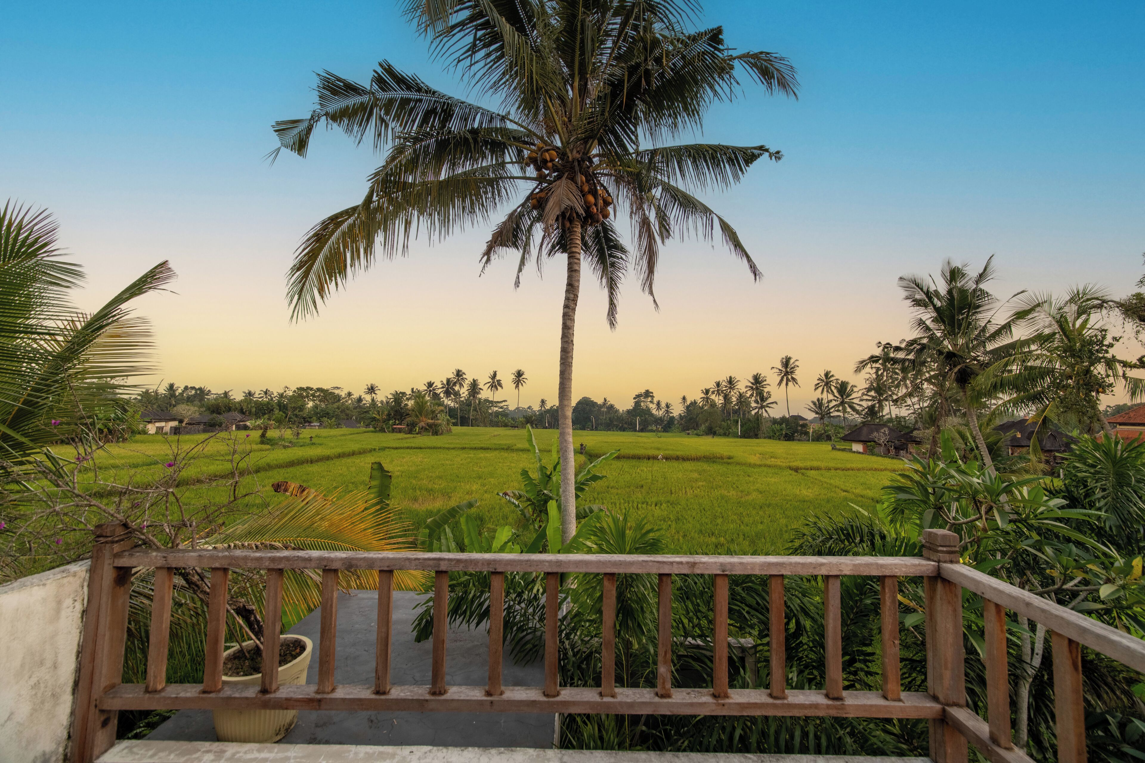A view of a rural landscape with a palm tree, a wooden railing, and a green field.