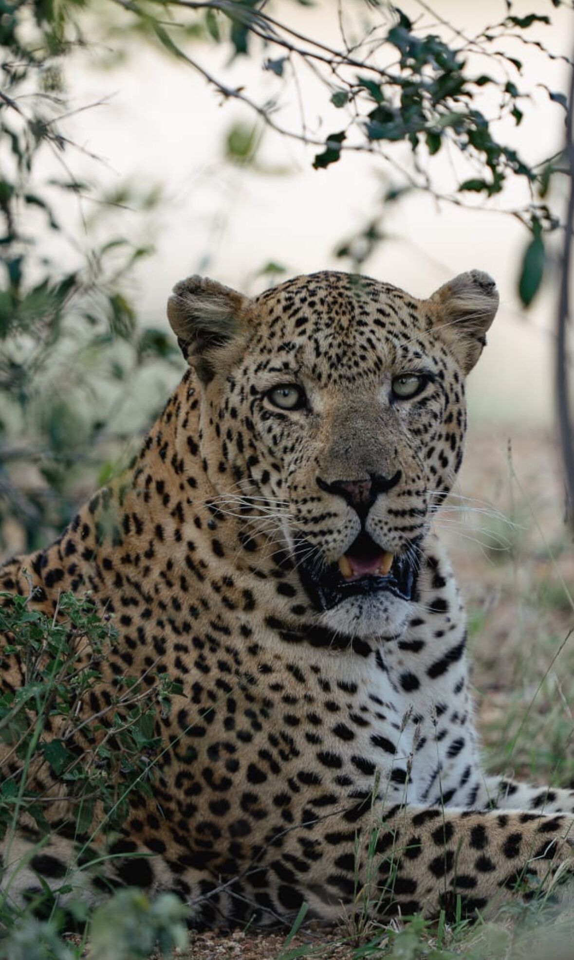 A leopard lying in a natural setting with dense foliage in the background.