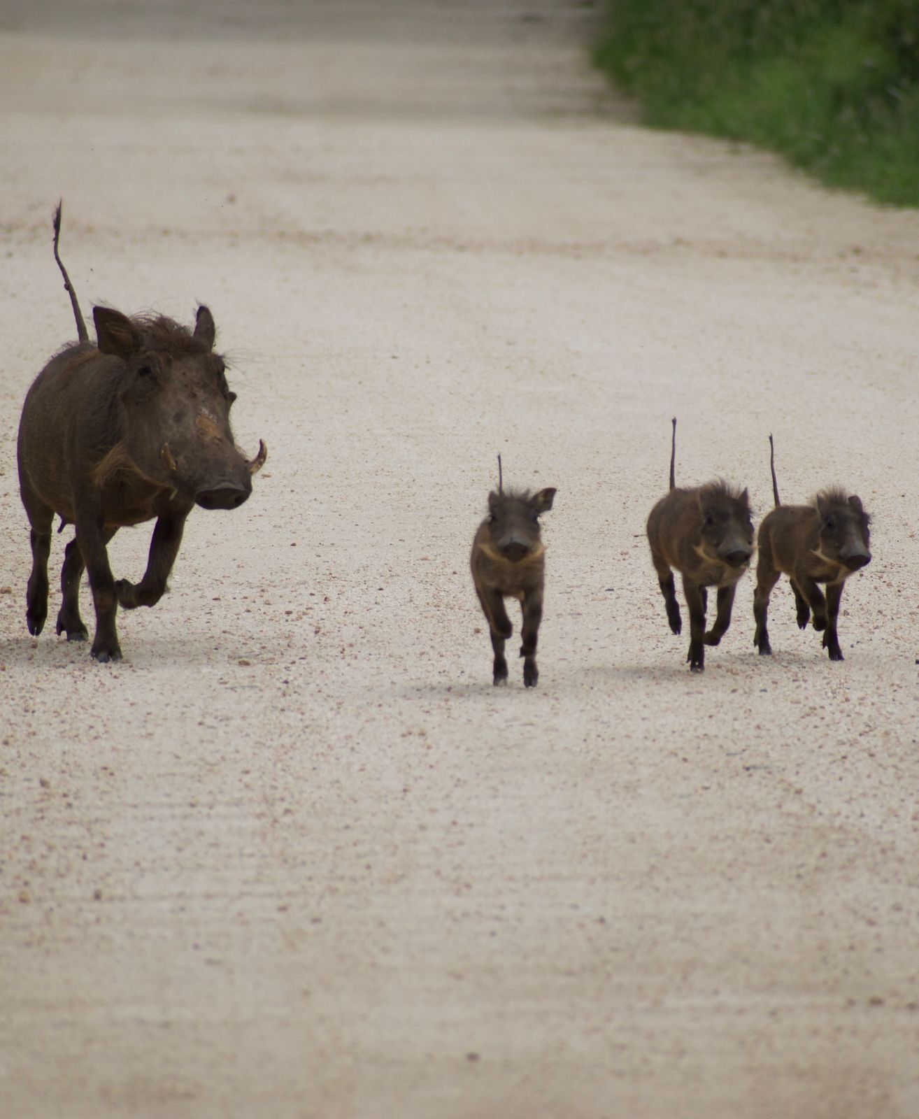 A group of wild boars on a dirt path.