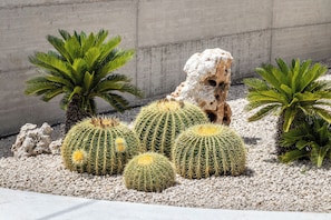 A cactus garden with several cacti and palm plants.