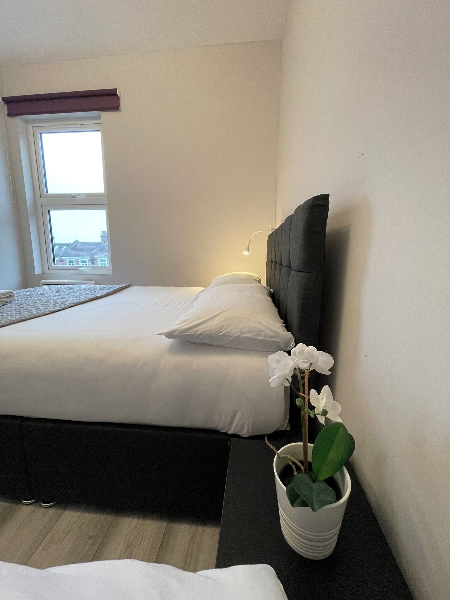 A hotel room with a bed, a window, a bedside lamp, and a potted orchid.