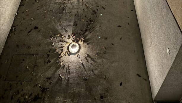 Vue nocturne d’un chemin en béton, bordé de plusieurs lampadaires et doté d’une entrée fermée par un portail.