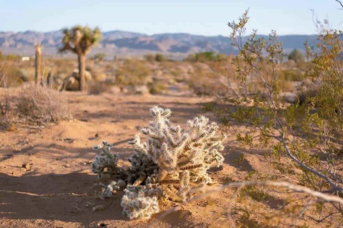 Paisaje desértico con vegetación escasa y una cadena montañosa distante.
