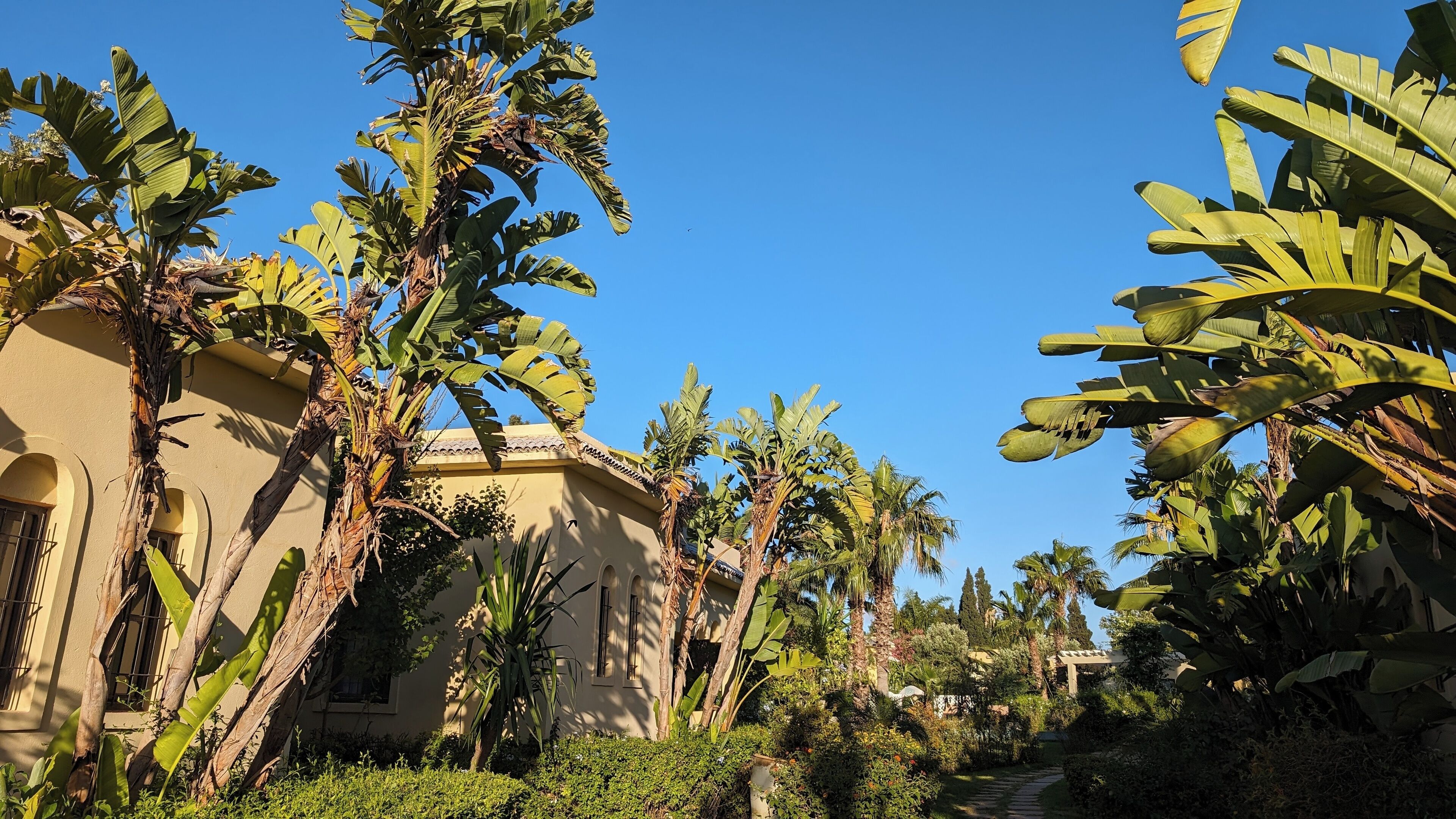 A pathway flanked by banana trees and palm trees leading to a building with arched windows and a tiled roof.