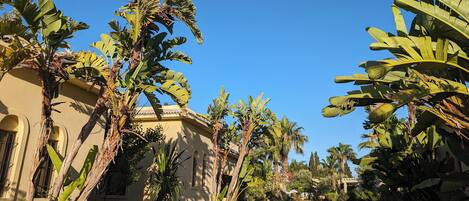 A pathway flanked by banana trees and palm trees leading to a building with arched windows and a tiled roof.