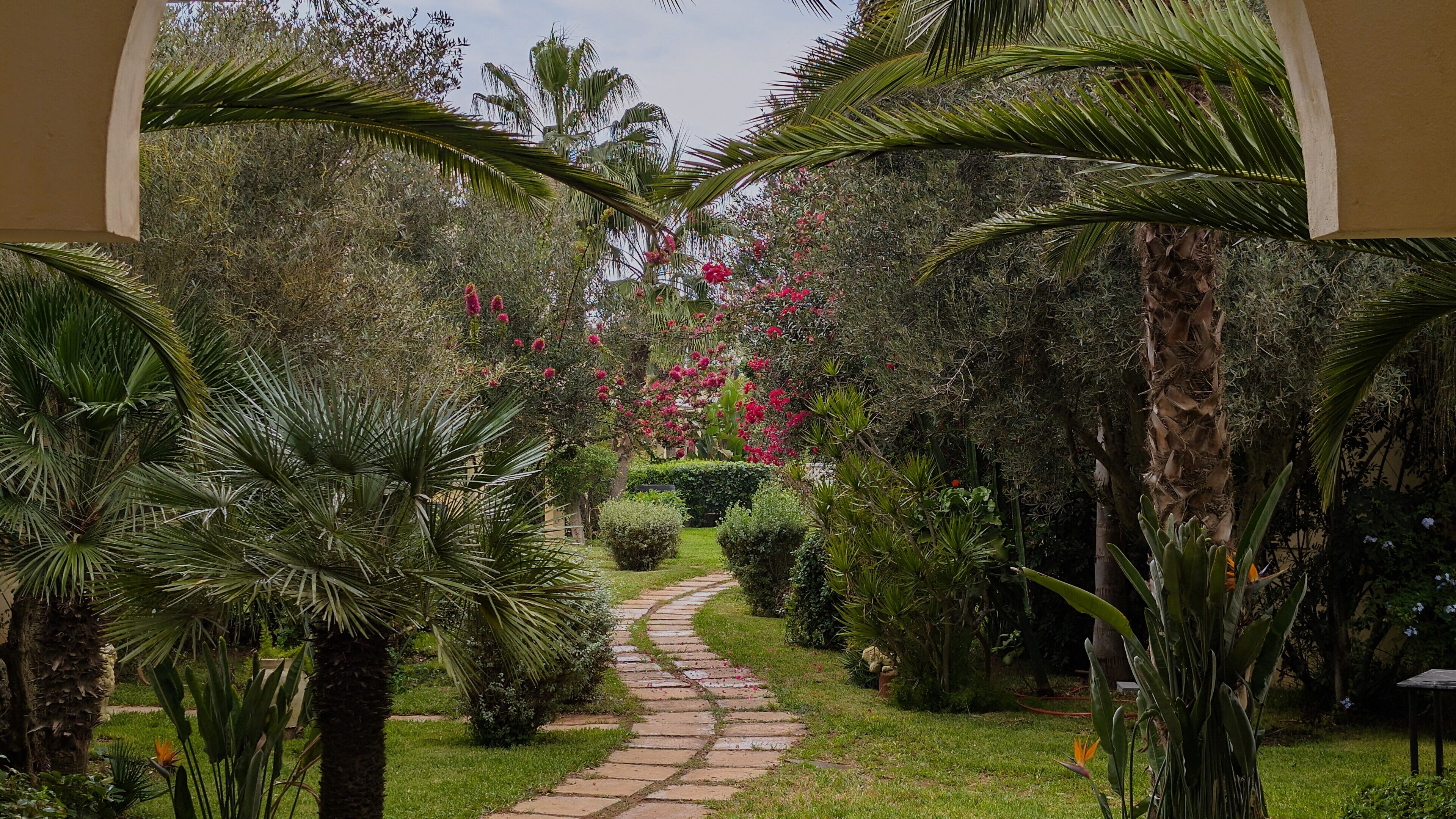 A stone pathway leading through a lush garden with palm trees and flowering plants.