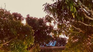 A paved pathway leading through a garden area with trees and a pergola structure. - Casa da Namaacha

 (Naamacha)