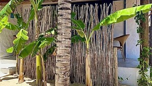 A rustic building with a thatched roof and a palm tree in the foreground. - Pousada La Vida Boutique (Amontada)