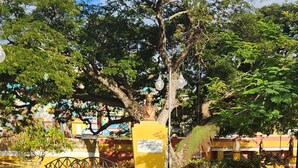A paved pathway leading to a yellow building with a tree in the center.