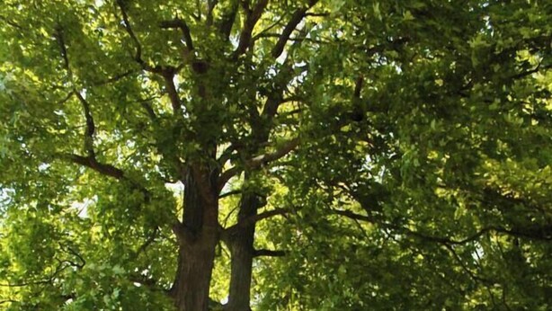 Une terrasse en bois avec une rambarde donnant sur une étendue d’eau, entourée d’arbres.