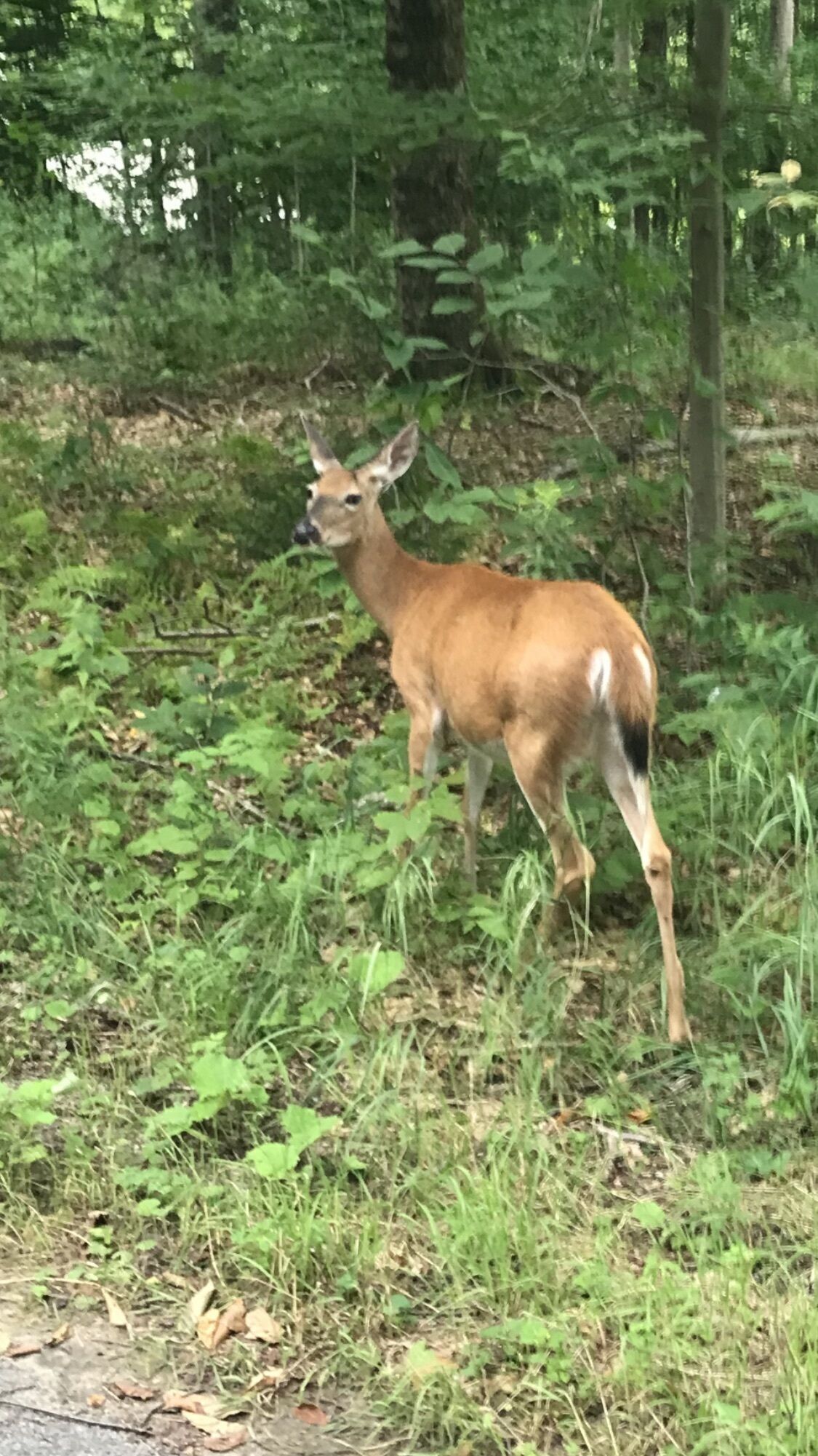 Ett rådjur i ett skogsområde med tät vegetation och träd.