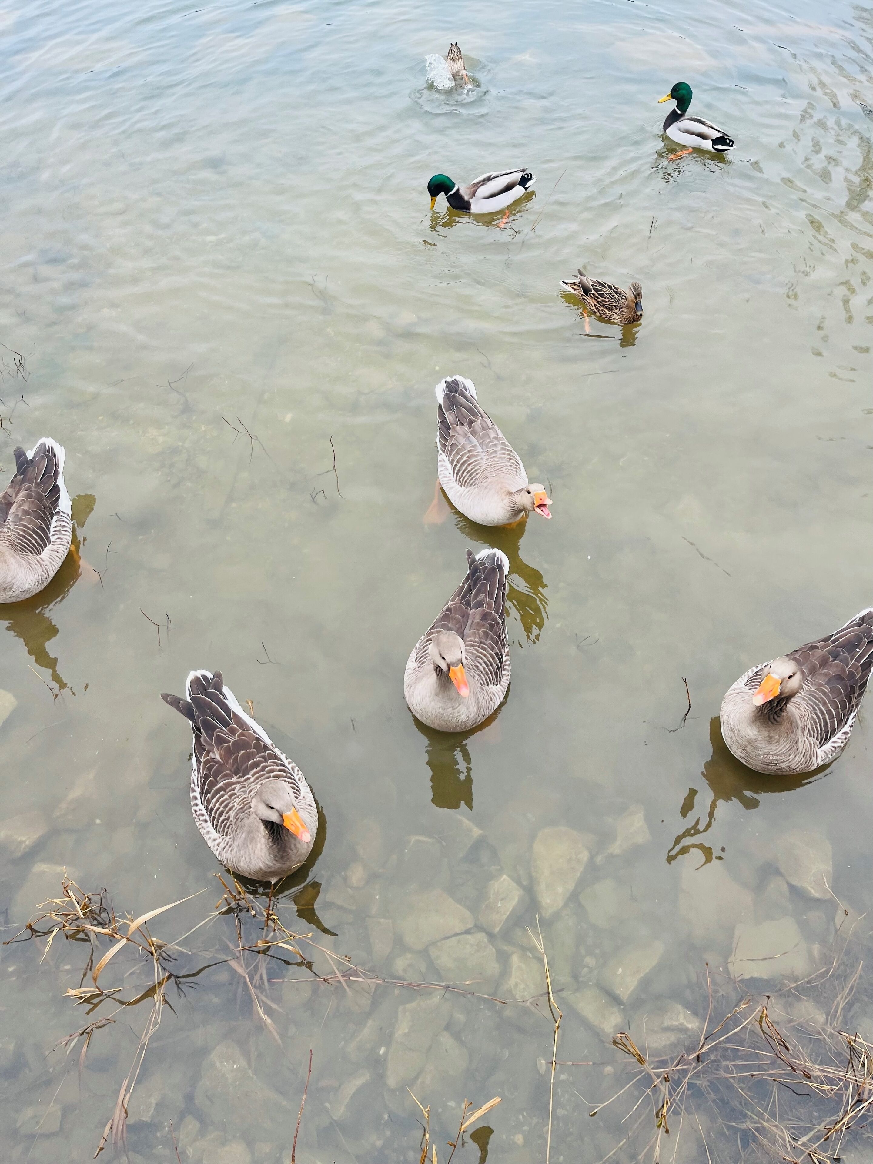 A group of ducks swimming in clear water with visible submerged vegetation.