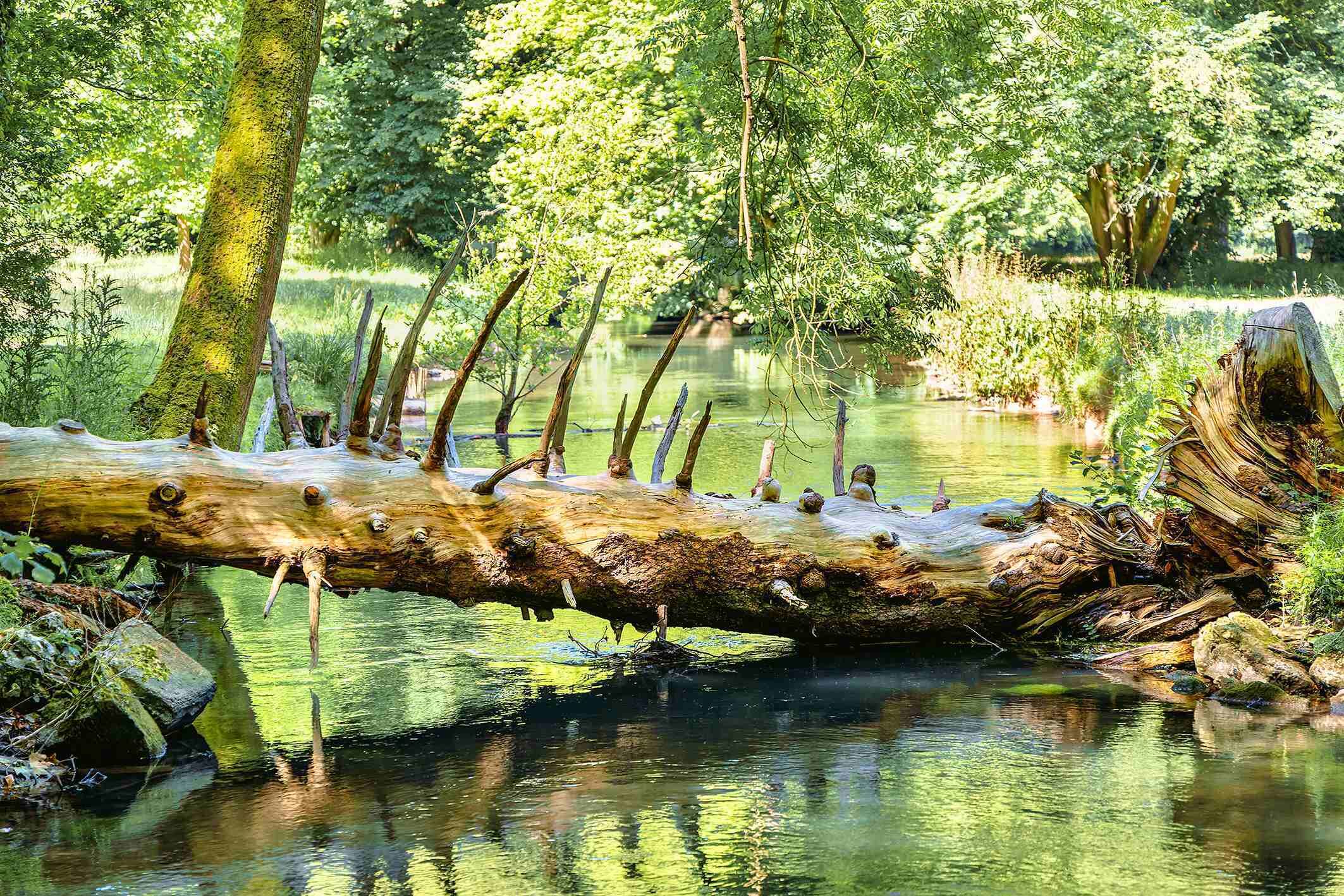 A fallen log across a calm river surrounded by trees.