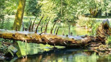 A fallen log across a calm river surrounded by trees.