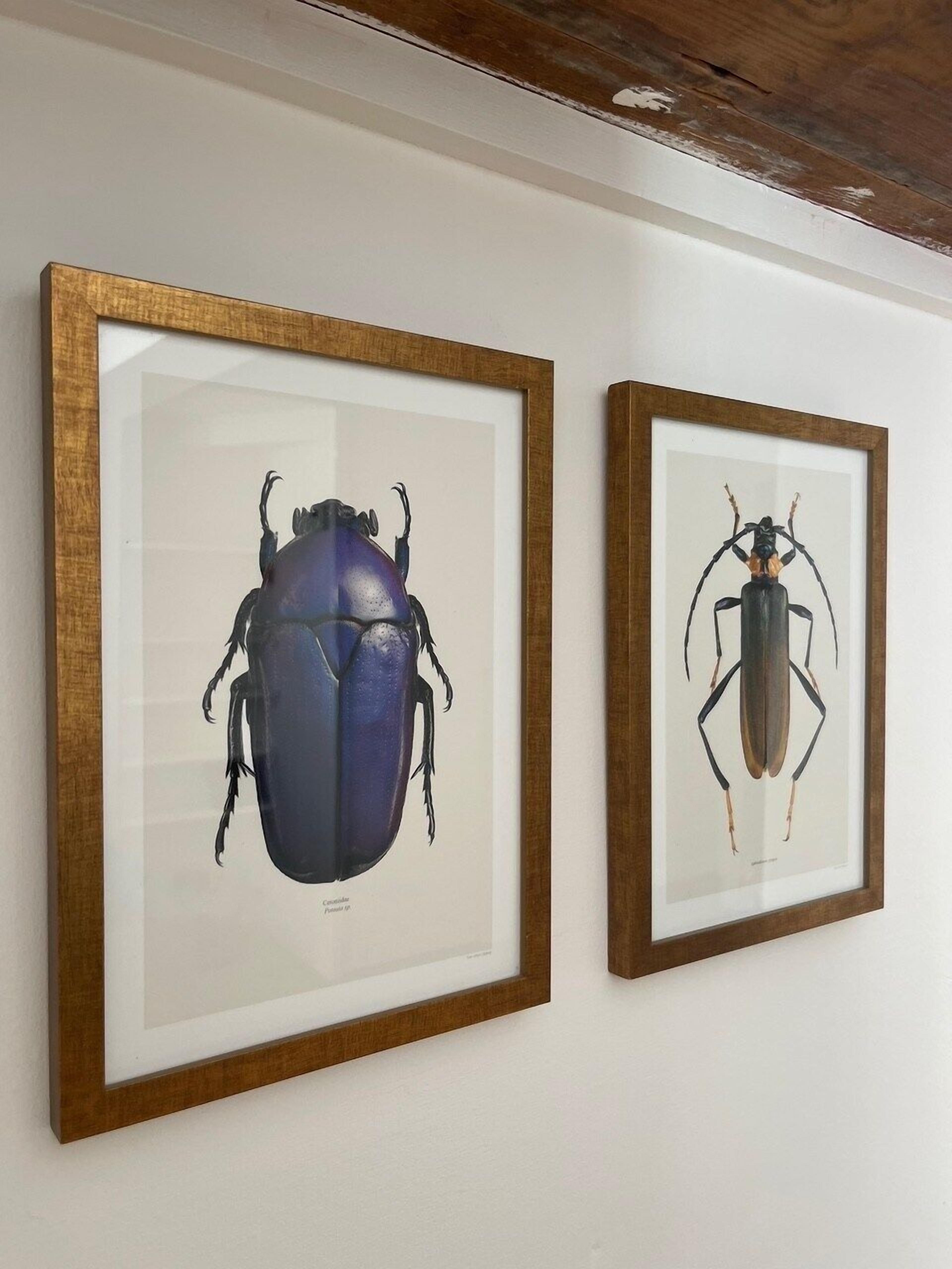 Two framed insect illustrations on a white wall.