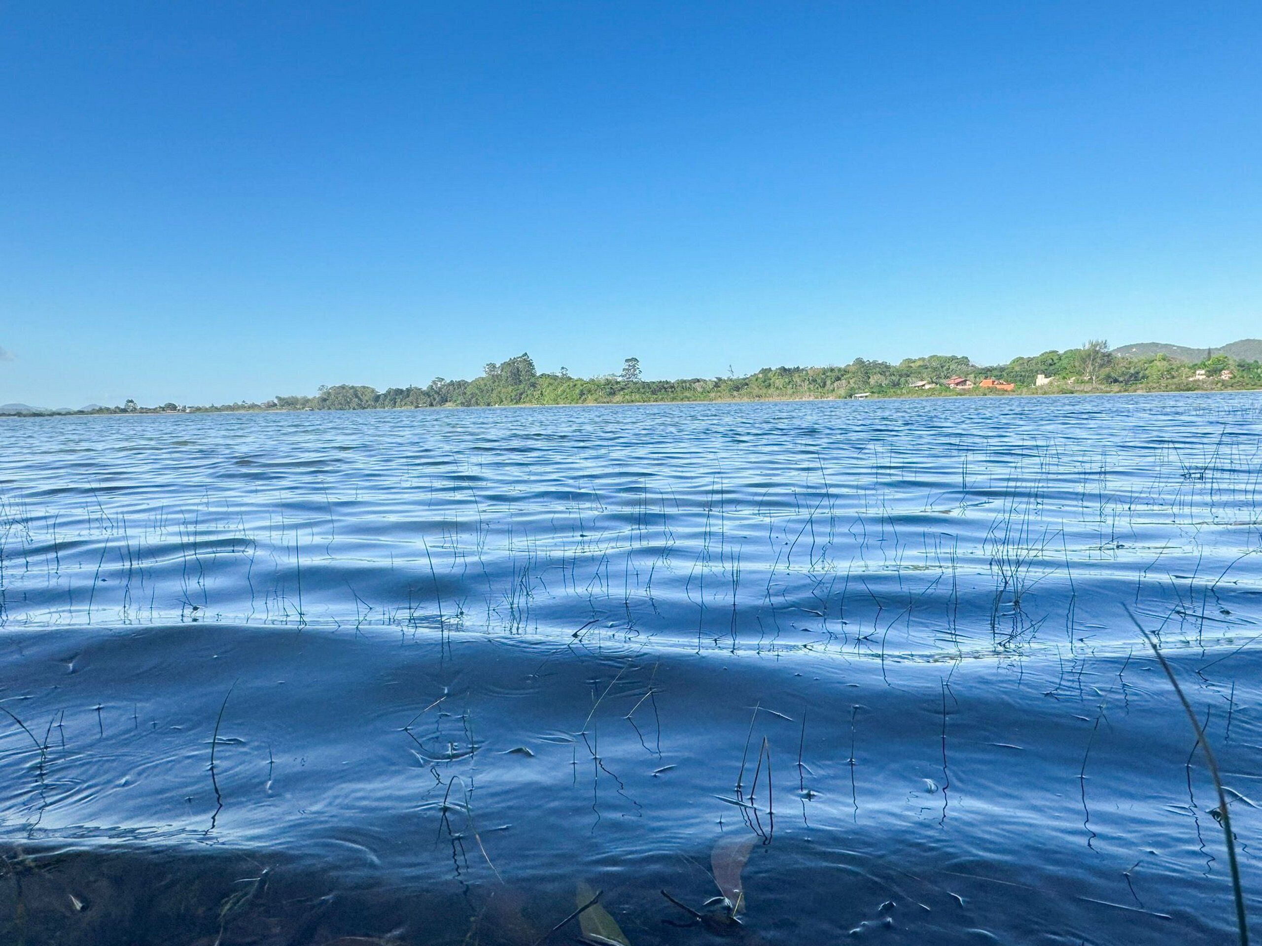 A calm lake with clear blue water and visible vegetation.