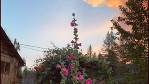 Een tuin met verschillende bloemen en een houten constructie.