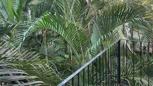 Ein Balkon mit Metallgeländer, umgeben von dichtem tropischen Grün.