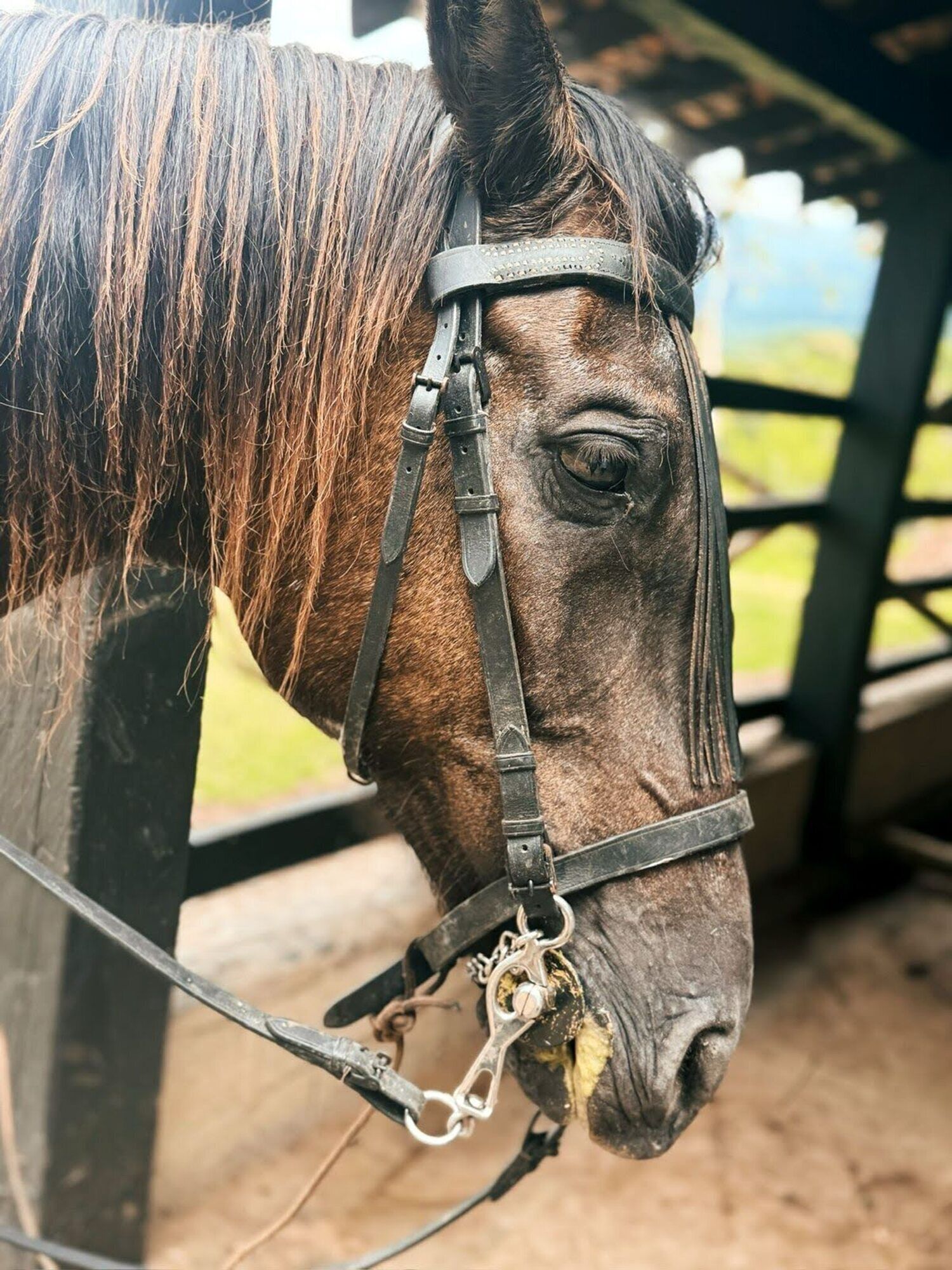 A horse with a bridle and bit, standing in a stable area with a wooden fence and a blue structure in the background.
