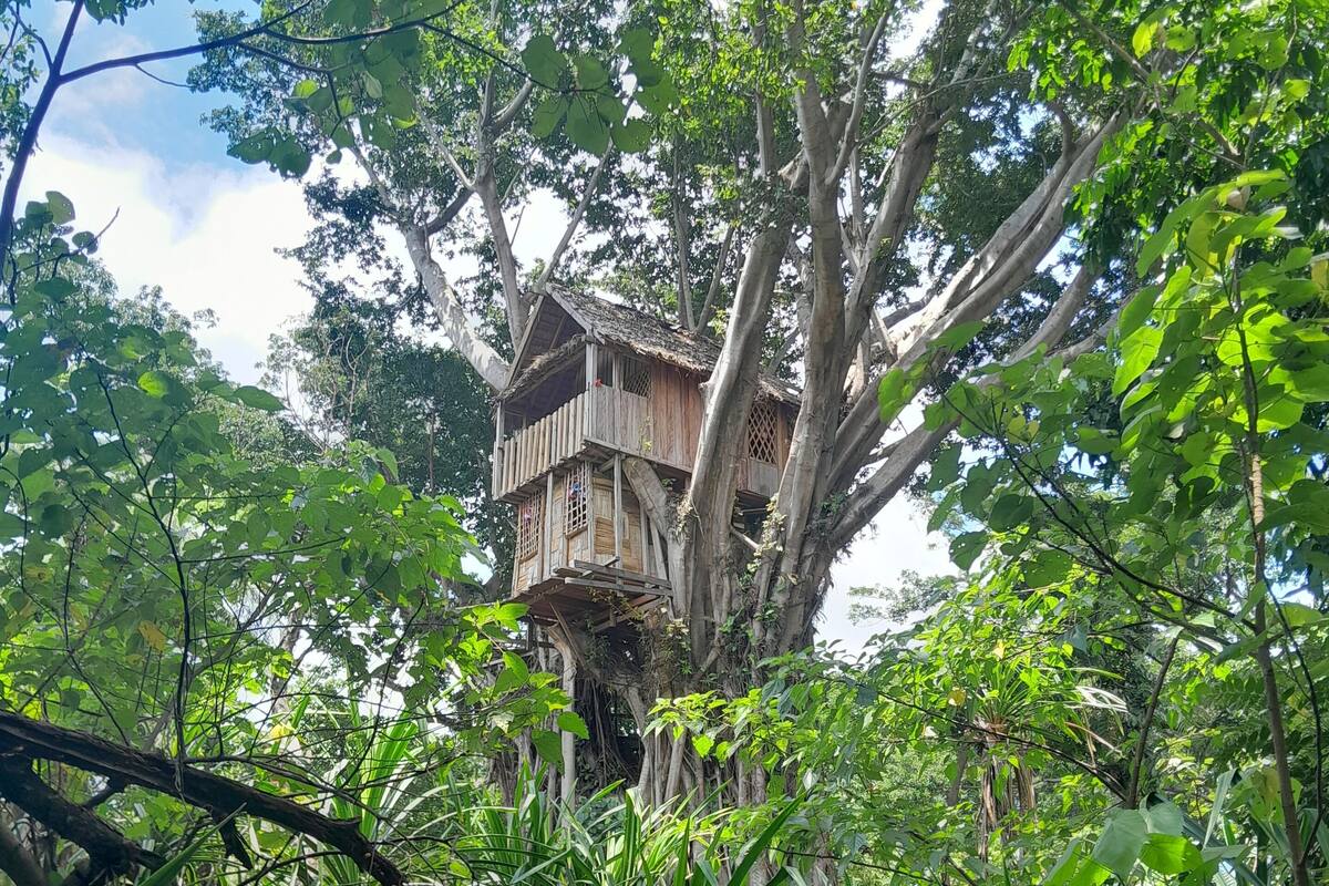 Una casa en el árbol construida sobre un árbol grande, rodeada de follaje denso.